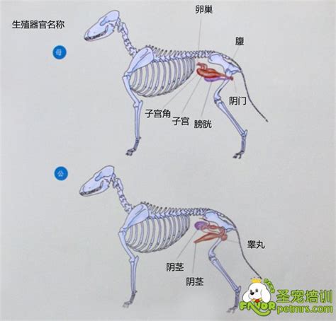 陰環母狗